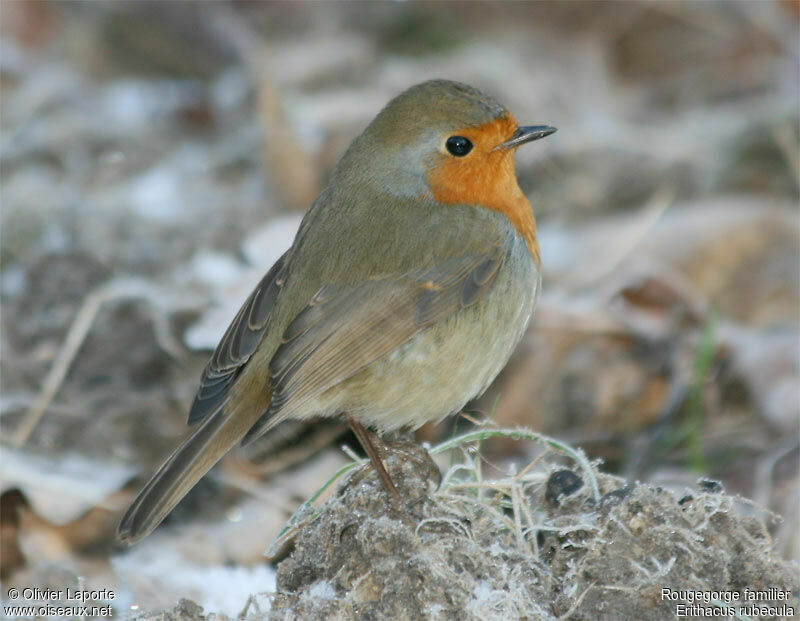 European Robin