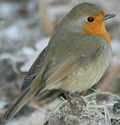 European Robin