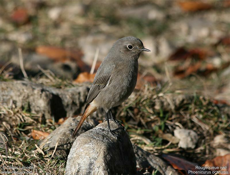 Black Redstart