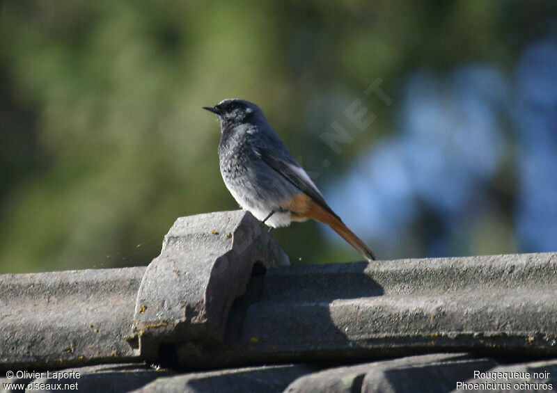 Black Redstart male adult