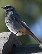 Black Redstart