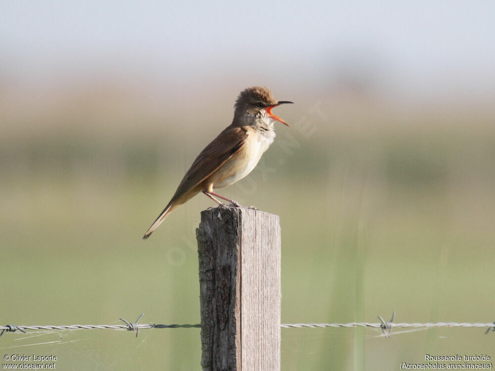 Great Reed Warbler