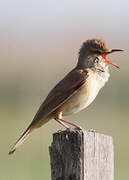 Great Reed Warbler