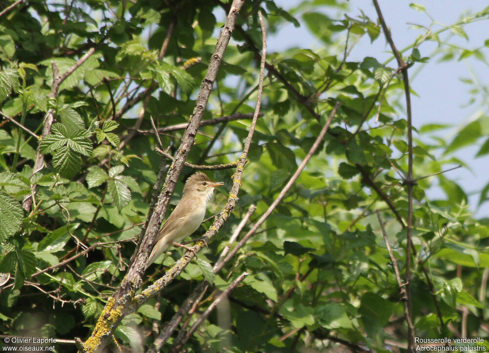 Marsh Warbler, song