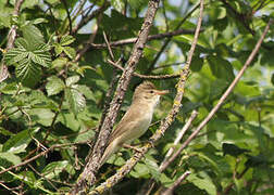 Marsh Warbler