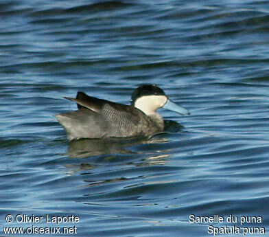 Sarcelle du punaadulte