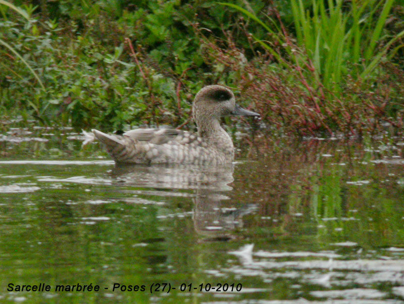 Marbled Duck