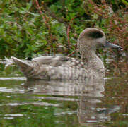 Marbled Duck