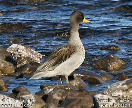 Yellow-billed Tealadult