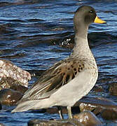 Yellow-billed Teal