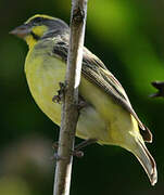 Yellow-fronted Canary