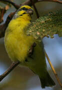 Yellow-fronted Canary