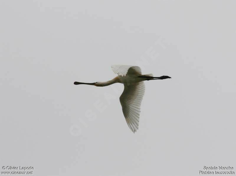 Eurasian Spoonbill