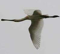 Eurasian Spoonbill