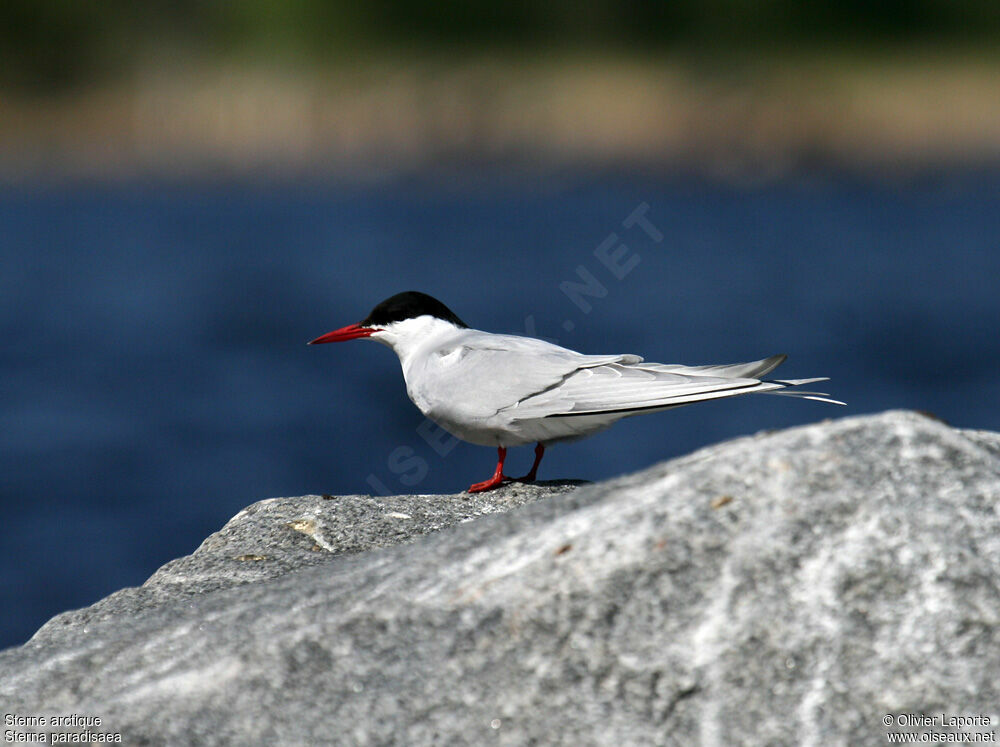 Sterne arctique, identification