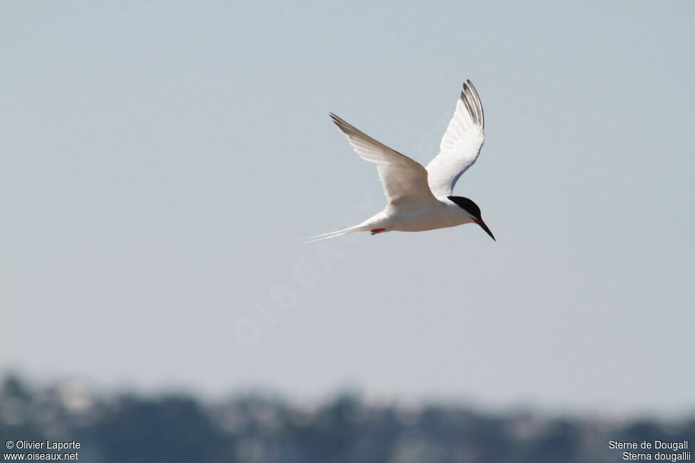 Roseate Ternadult breeding, identification