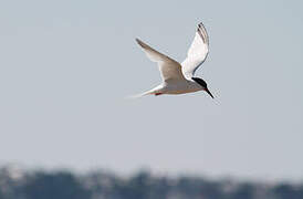 Roseate Tern