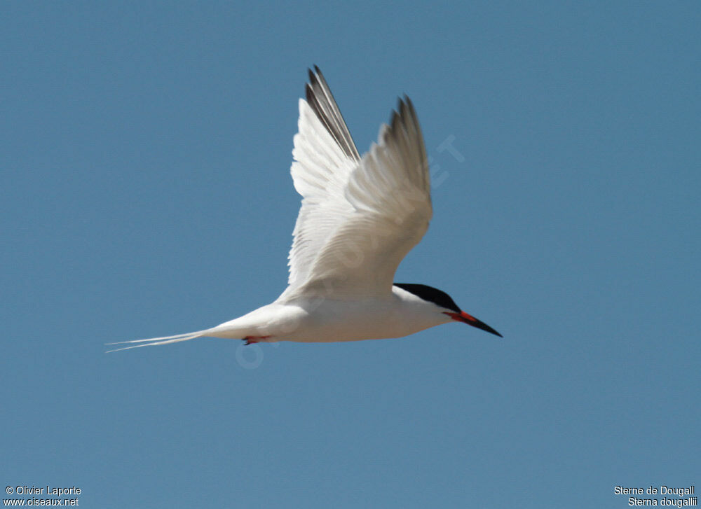 Sterne de Dougalladulte nuptial, identification