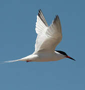 Roseate Tern