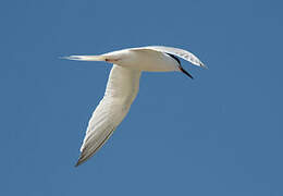 Roseate Tern