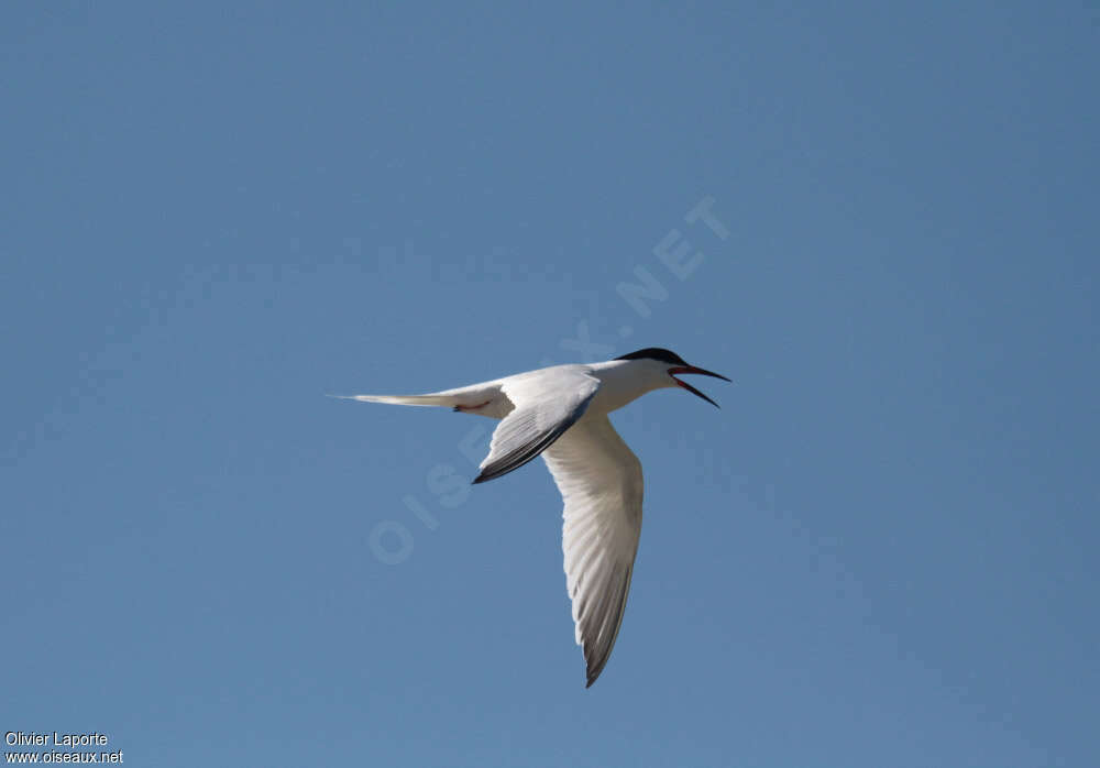 Roseate Ternadult breeding, song, Behaviour