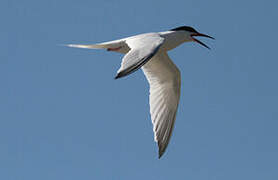 Roseate Tern