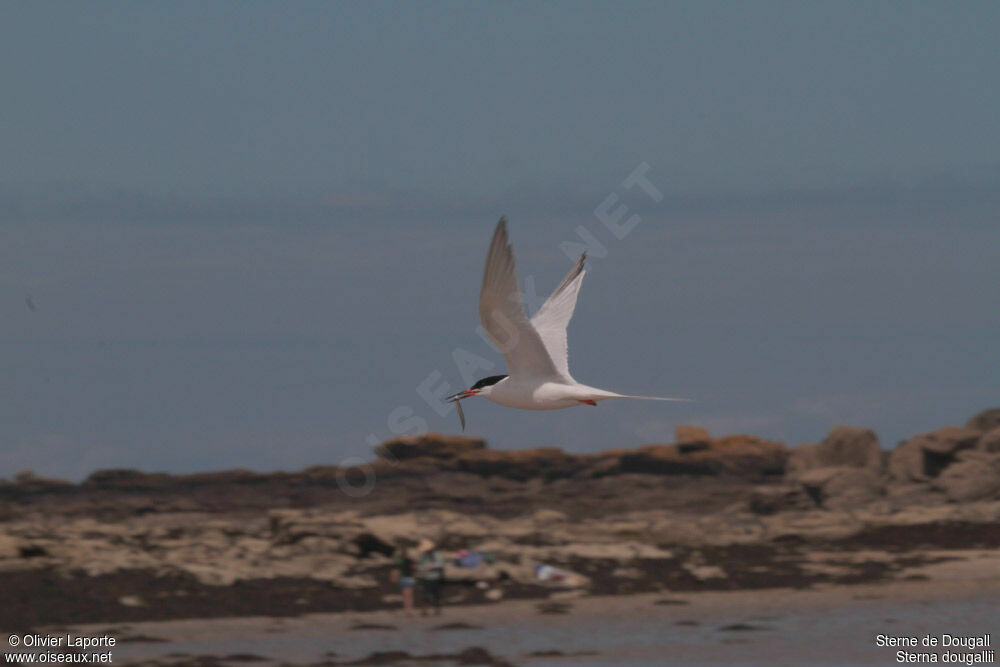 Roseate Tern, feeding habits