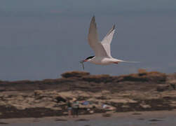 Roseate Tern