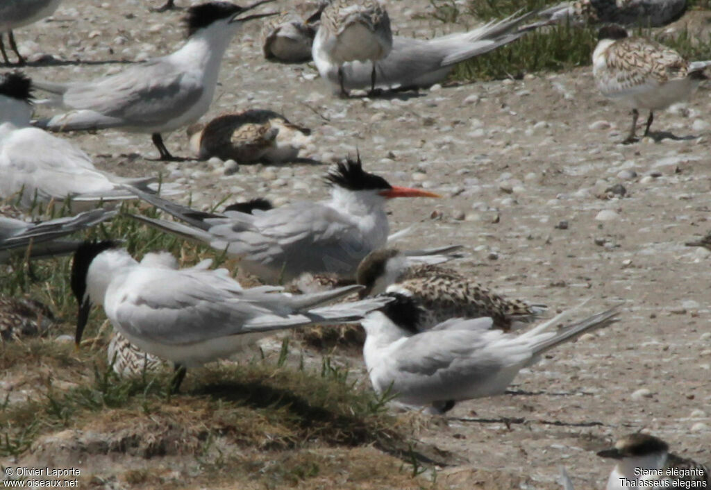 Elegant Tern