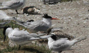 Elegant Tern