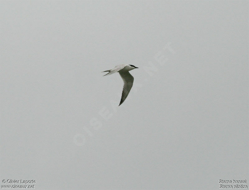 Gull-billed Tern