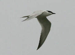 Gull-billed Tern