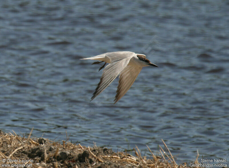 Gull-billed Ternadult