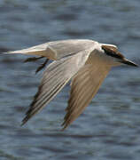 Gull-billed Tern