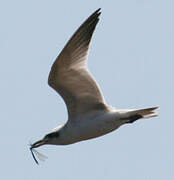 Gull-billed Tern