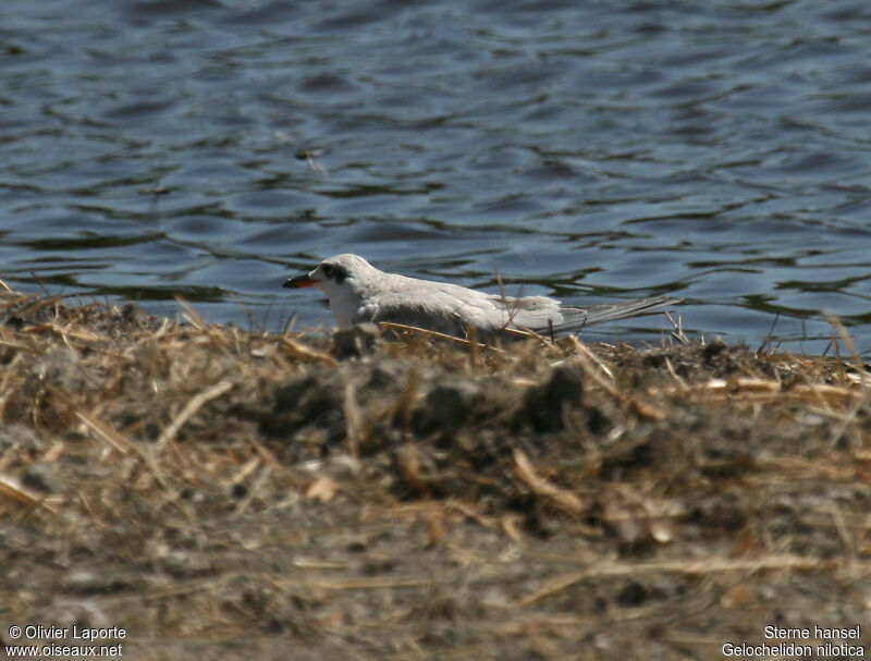 Gull-billed Ternjuvenile, identification