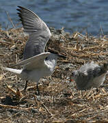 Gull-billed Tern