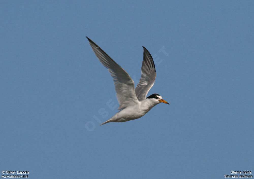 Little Ternadult, Flight