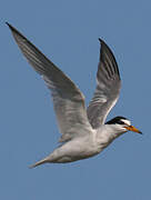 Little Tern