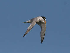 Little Tern