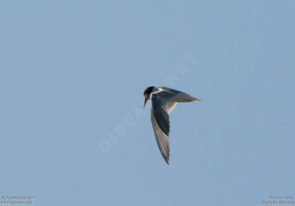 Little Tern, Flight