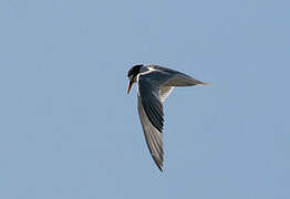 Little Tern