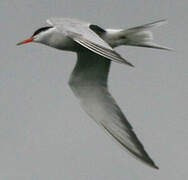 Common Tern