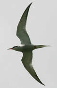 Common Tern