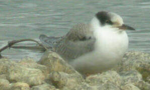 Common Tern