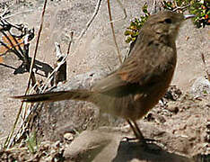 Streak-throated Canastero