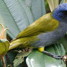 Tangara à tête bleue