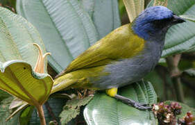 Blue-capped Tanager