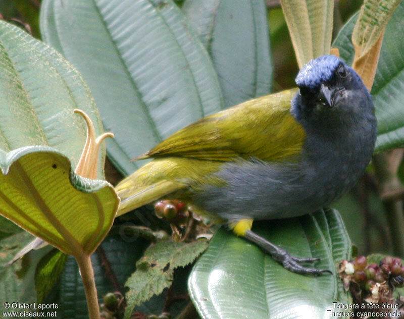 Blue-capped Tanager