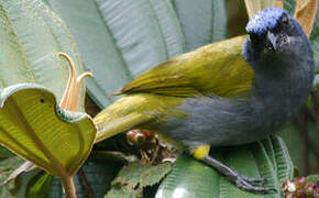 Blue-capped Tanager